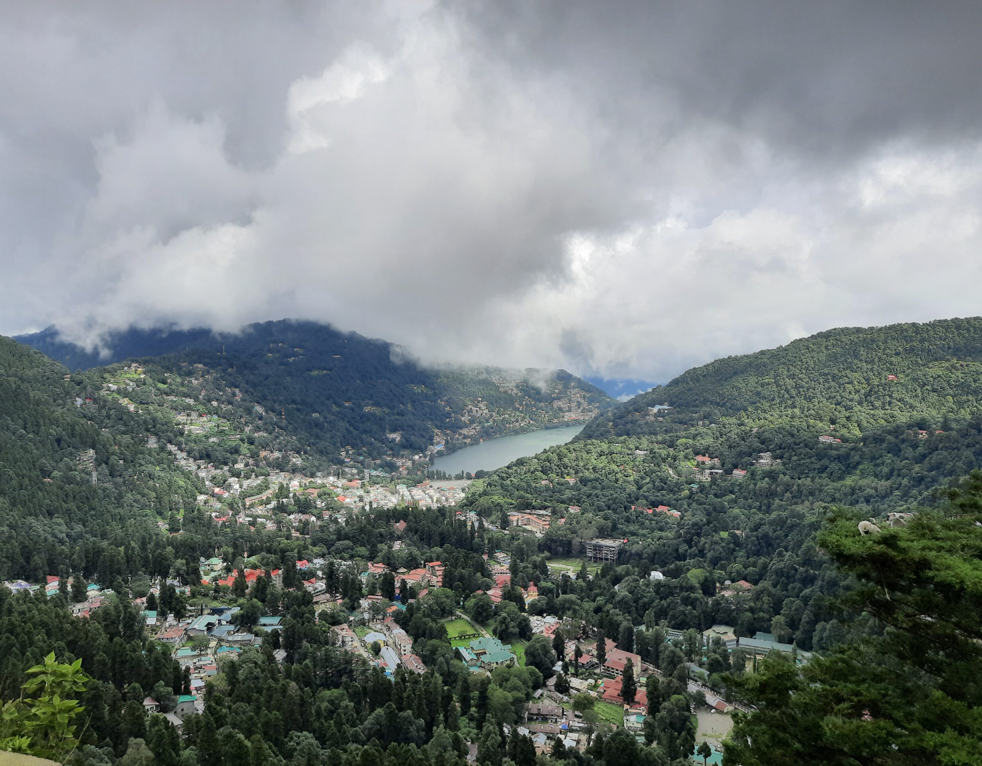 "Scenic view of a dense, green forest in Nainital with tall trees and a carpet of foliage, bathed in dappled sunlight." If you can provide more details about the specific image, I can tailor the description further to better match it.